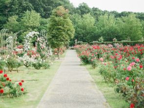 Les plantes indigènes : pourquoi un<br>jardinier les recommande