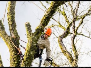 L’impact des conditions météorologiques sur l’élagage des arbres dangereux