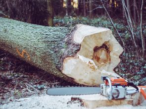 Les services complémentaires offerts par une entreprise d’abattage d’arbre