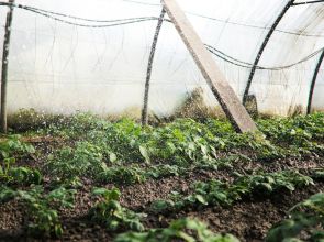 L’importance de l’arrosage pour l’entretien des plantes