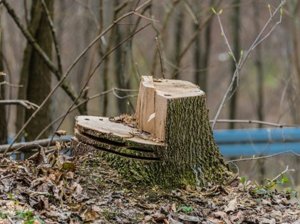 Dessouchage d’Arbre : Un Regard sur les Réglementations Locales