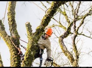 Les innovations en matière de sécurité pour les élagueurs grimpeurs