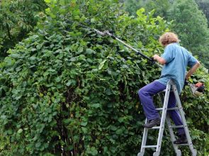 Les périodes idéales pour la fertilisation des arbustes